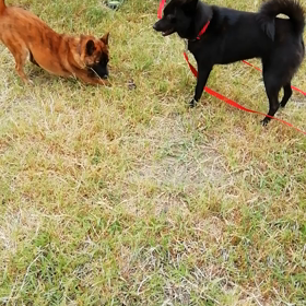 甲斐犬りんちゃんと遊ぶ！の画像