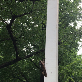 雑俳一句の画像