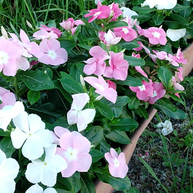 夏来たるの画像