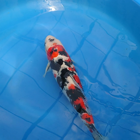 もういっちょうの画像