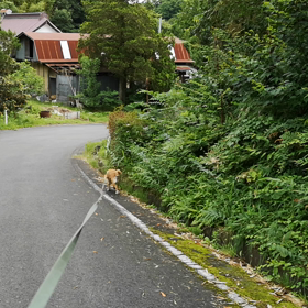 続　ただただ気持ちの良い朝の時間。それだけ。の画像