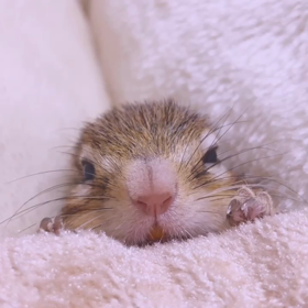 大雨落ち着きますようにの画像