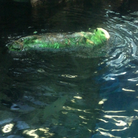 海遊館で撮った動画の画像