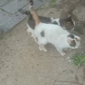 お知らせとしらゆきちゃん動画の画像