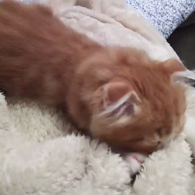 ちゅーちゅーの画像