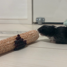 コーンが取れないの画像