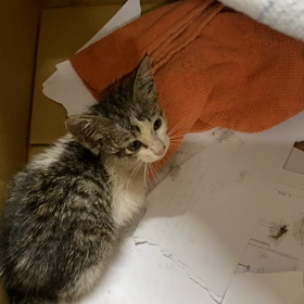 朝、猫を保護した　＃119の画像