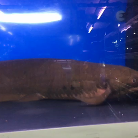 デッカいの画像