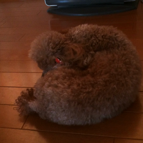 カピカピ？(*￣∀￣)ゞの画像