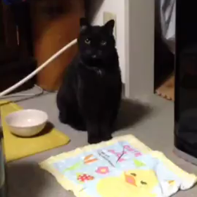 芸達者？の画像