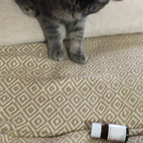 きらいな匂いの画像