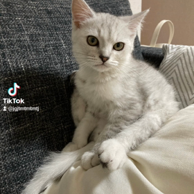 チビ銀次郎の画像