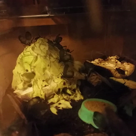 鈴虫全開の画像