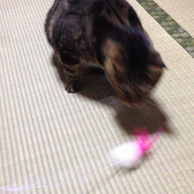 メロ、ねこじゃらしで遊ぶ。その1の画像