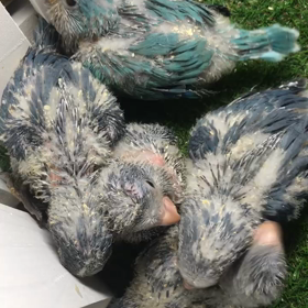 オキナインコ バイオレット 上から撮影の画像