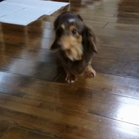 変化(〃∇〃)の画像