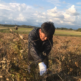 青大豆の収穫はじまるの画像