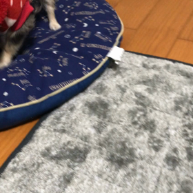 べる１犬遊びの画像