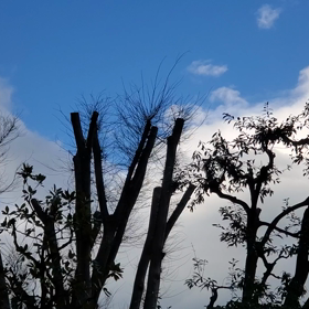 木々のざわめき、風のうなりの画像