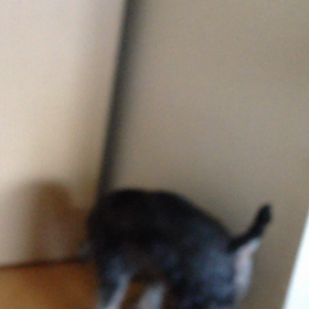 我が家のペットの画像