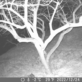 すぎぴたんの事件簿シーズン3　131話（クリスマス・イブの訪問者）の画像