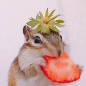 ちょこたん匠の技♪の画像