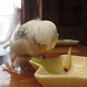 今日のさくらちゃん 12歳5ヶ月の画像