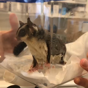 2018春ハワイ ～準備編・フクモモ診察～の画像