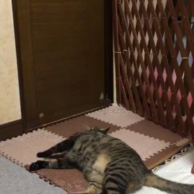 「脱走」の画像