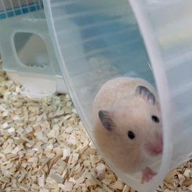 ハムちゃん日記　5日目、6日目の画像