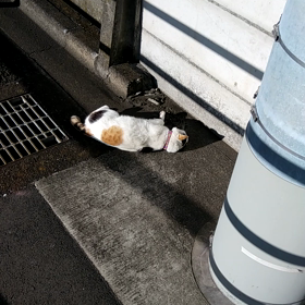 マロのサービス動画の画像