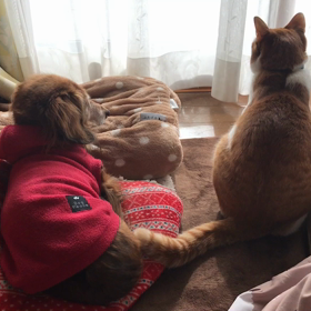 ほのぼの二匹(*´꒳`*)の画像