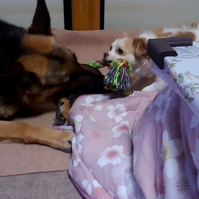 女の戦いシェパードに負けないぞの画像