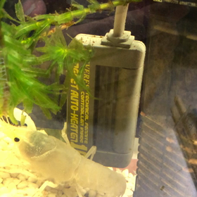 脱皮その3の画像