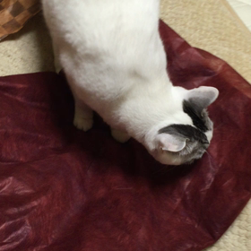 やっぱり猫は好きの画像