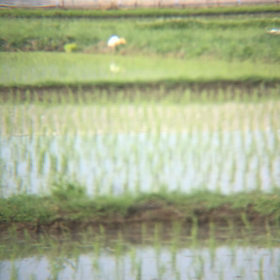 チームアマサギに遭遇！そしてカイツブリの引っ越し？の画像