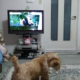 愛犬ジャズの画像