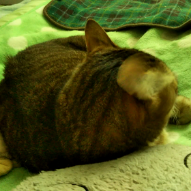 指摘されました！の画像