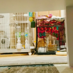 ガリガリガリ クすンの画像