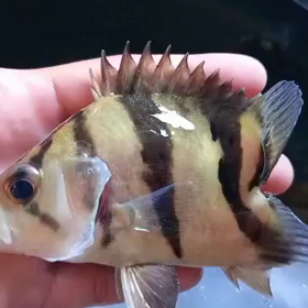 激レア魚！！！の画像