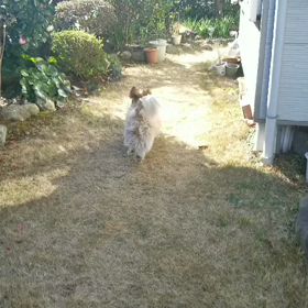 麦ちゃんの画像