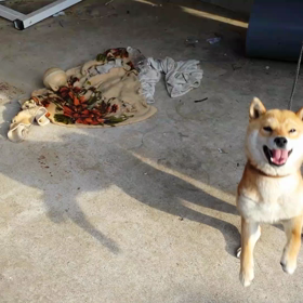 はなちゃん散歩に行きたくてうなるの画像