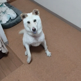 今日のシロくん 4の画像