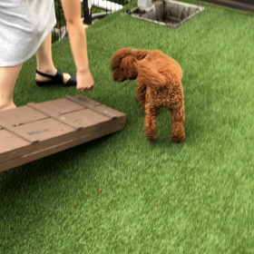 わんことともにの画像