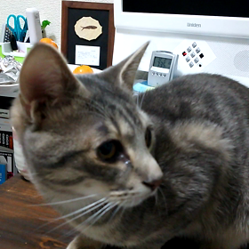 誰かが助けを呼んでいる？の画像