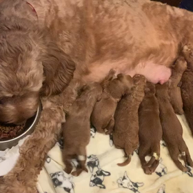 ゴールデンドゥードル‼︎の画像