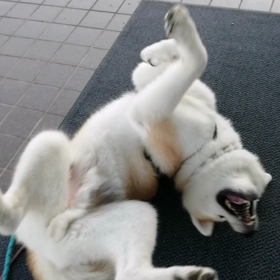 「国葬」を「国葬儀」と突然言い換えて、故人の大々的な葬儀が世論の半数以上の反対を押しきってとりおの画像