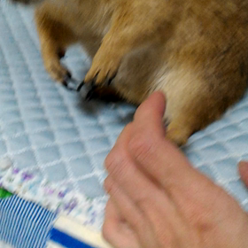 撮れたよー！の画像