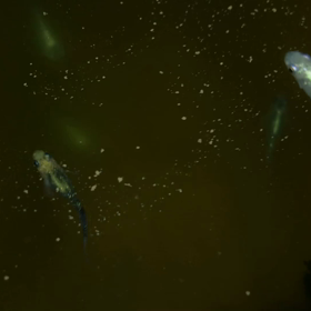 夜桜とその仲間達の画像