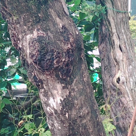 夏の訪問者の画像